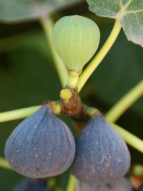 Gemmotherapy source: fig (Ficus carica) young plant tissue