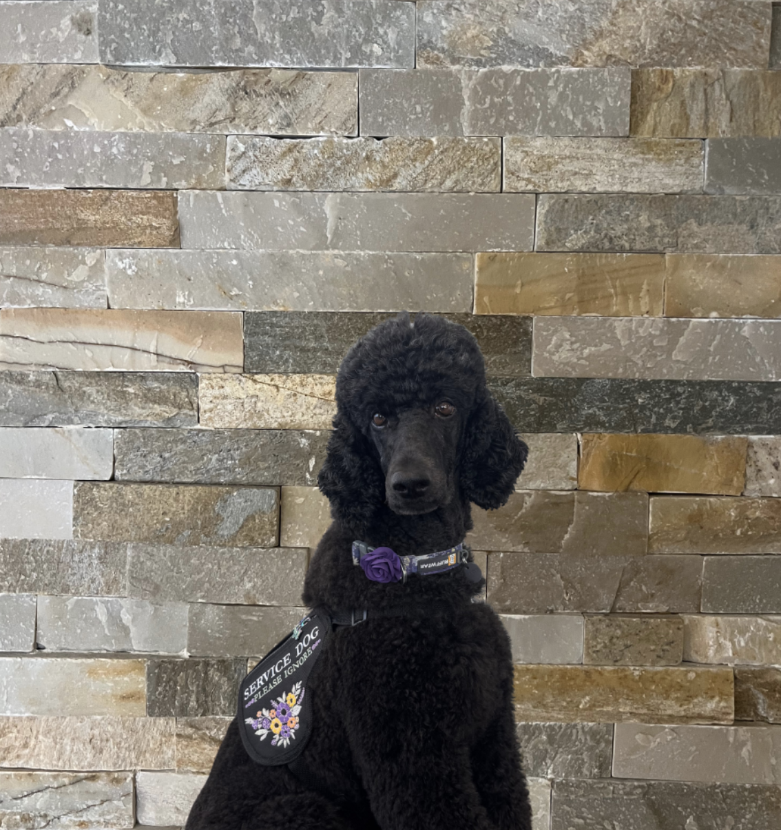 Sadie in her service-dog-in-training vest