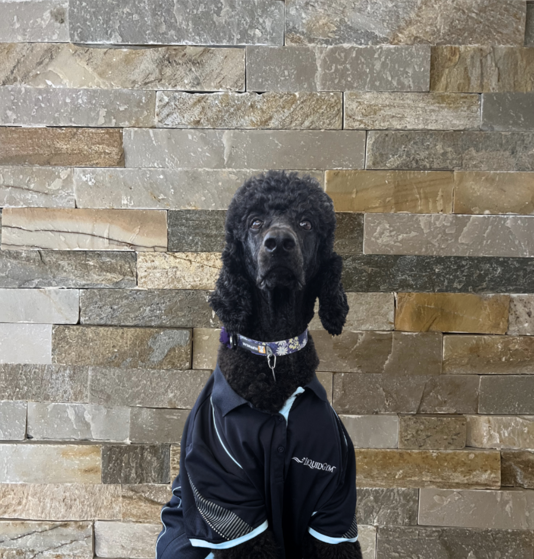 Sadie the poodle