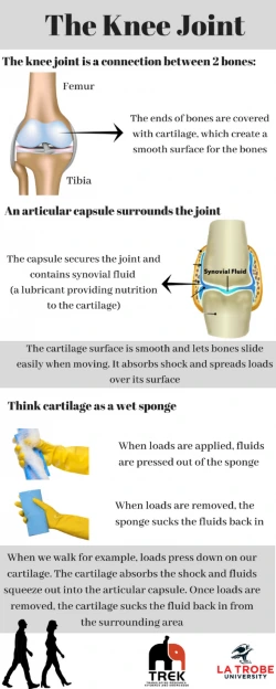 Diagram of cartilage loading and synovial fluid movement