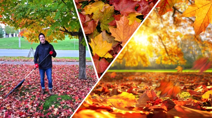 Raking Those Leaves&hellip; Again!